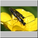 Cephidae sp - Halmwespe 02d Paarung.jpg